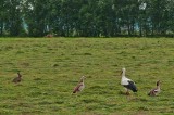 gemischte gesellschaft